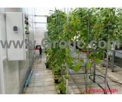 شرکت طراحی مهندسی گروک ( گلخانه ی تحقیقاتی )